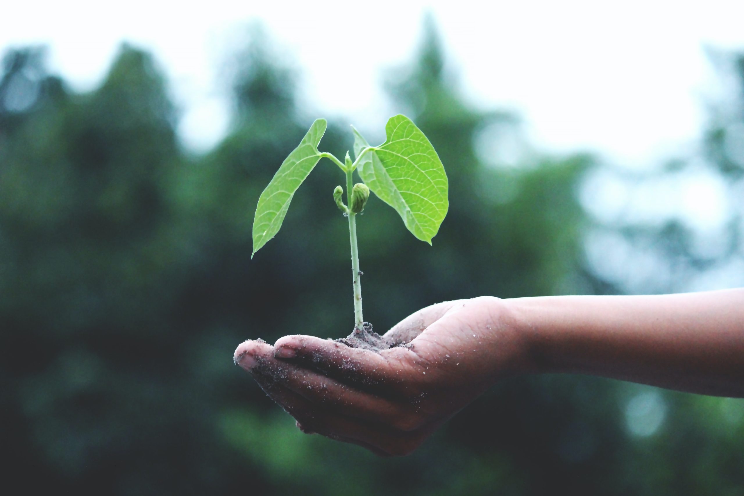deparamento ecológico